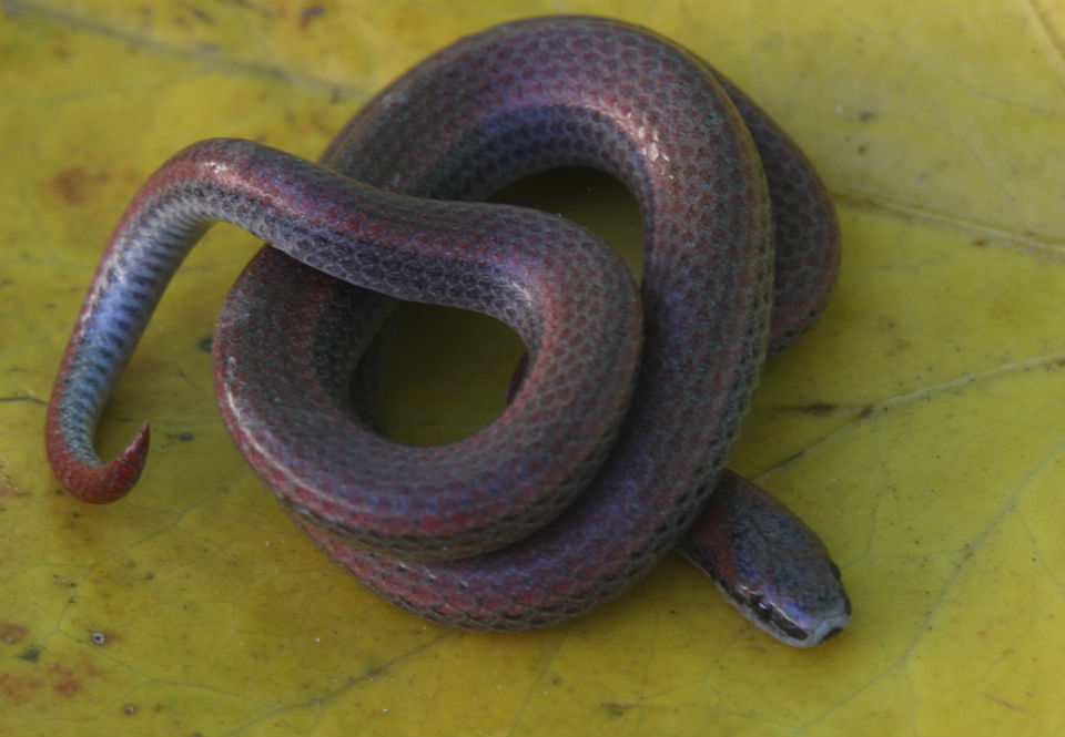 Sharp-tailed Snake
